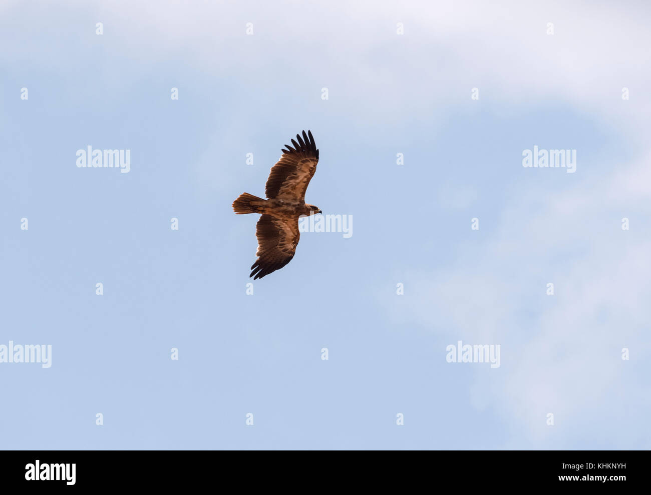 Aquila di volo (Aquila rapax) Foto Stock