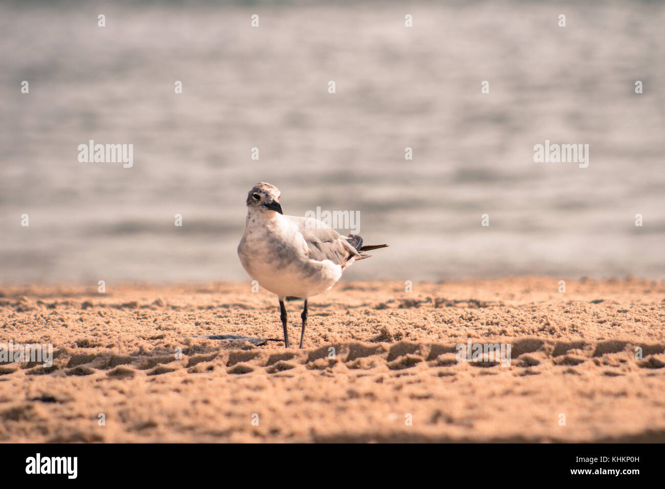 Bird guarda la sabbia per cibo Foto Stock