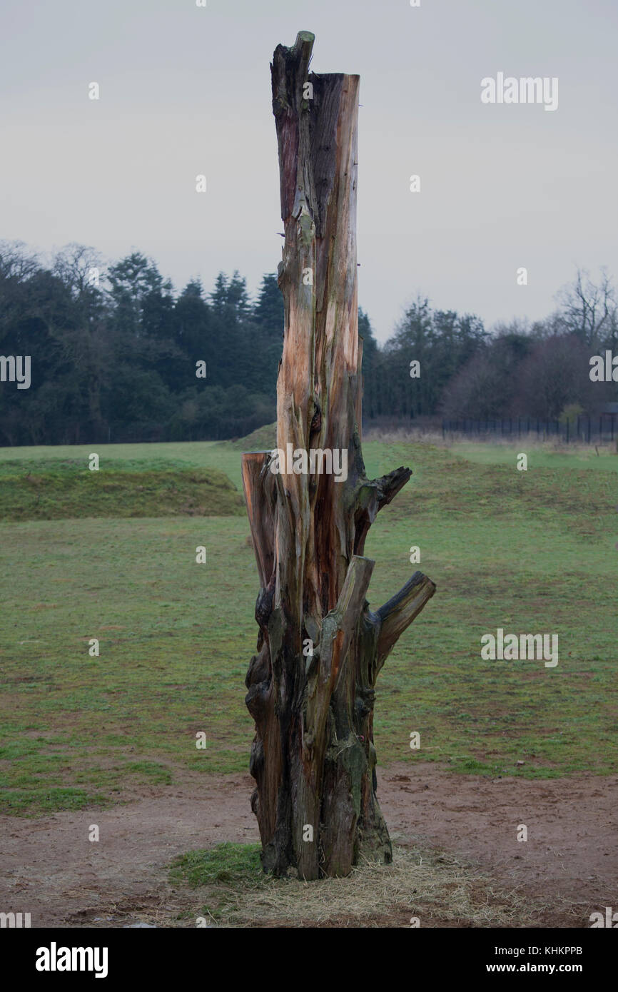Moncone di sfregamento o albero, utilizzato per la presentazione di alimenti, corteccia o per il massaggio e la graffiatura del collo e della testa Foto Stock Moncone di sfregamento o albero, utilizzato per la presentazione di alimenti, corteccia o per il massaggio e la graffiatura del collo e della testa Foto Stock
