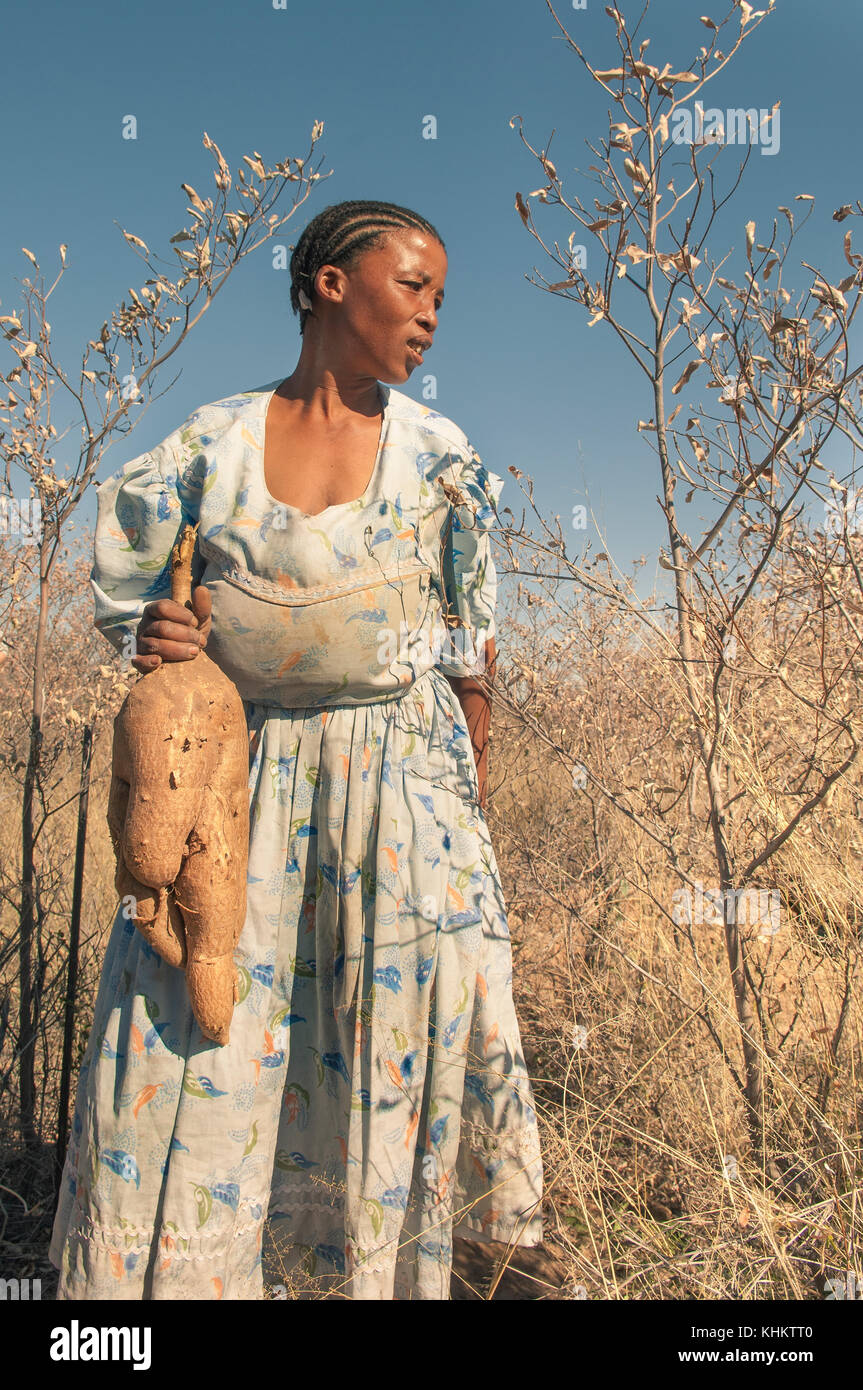 Dei Boscimani del Kalahari lady con il tubero Foto Stock