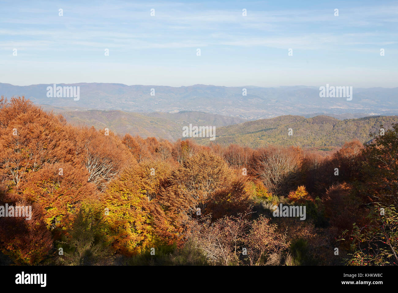 Vivacemente colorato autunno faggi, Fagus sylvatica, in 'Foresta di Sant'Antonio", monti del Pratomagno, Valdarno, Italia. Foto Stock