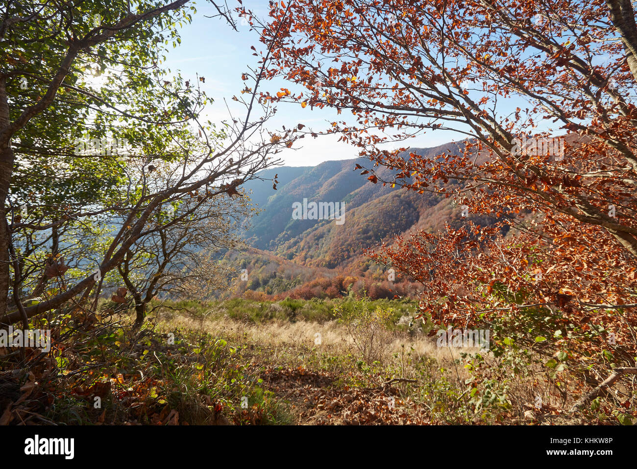 Vivacemente colorato autunno faggi, Fagus sylvatica, in 'Foresta di Sant'Antonio", monti del Pratomagno, Valdarno, Italia. Foto Stock