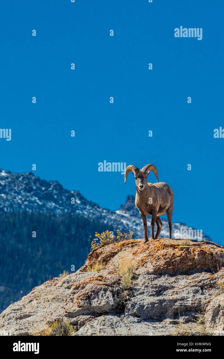 Un bighorn ram in Wind River Moountains del Wyoming Foto Stock
