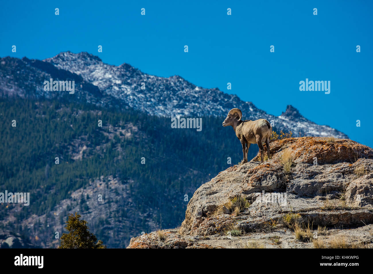 Un bighorn ram in Wind River Moountains del Wyoming Foto Stock