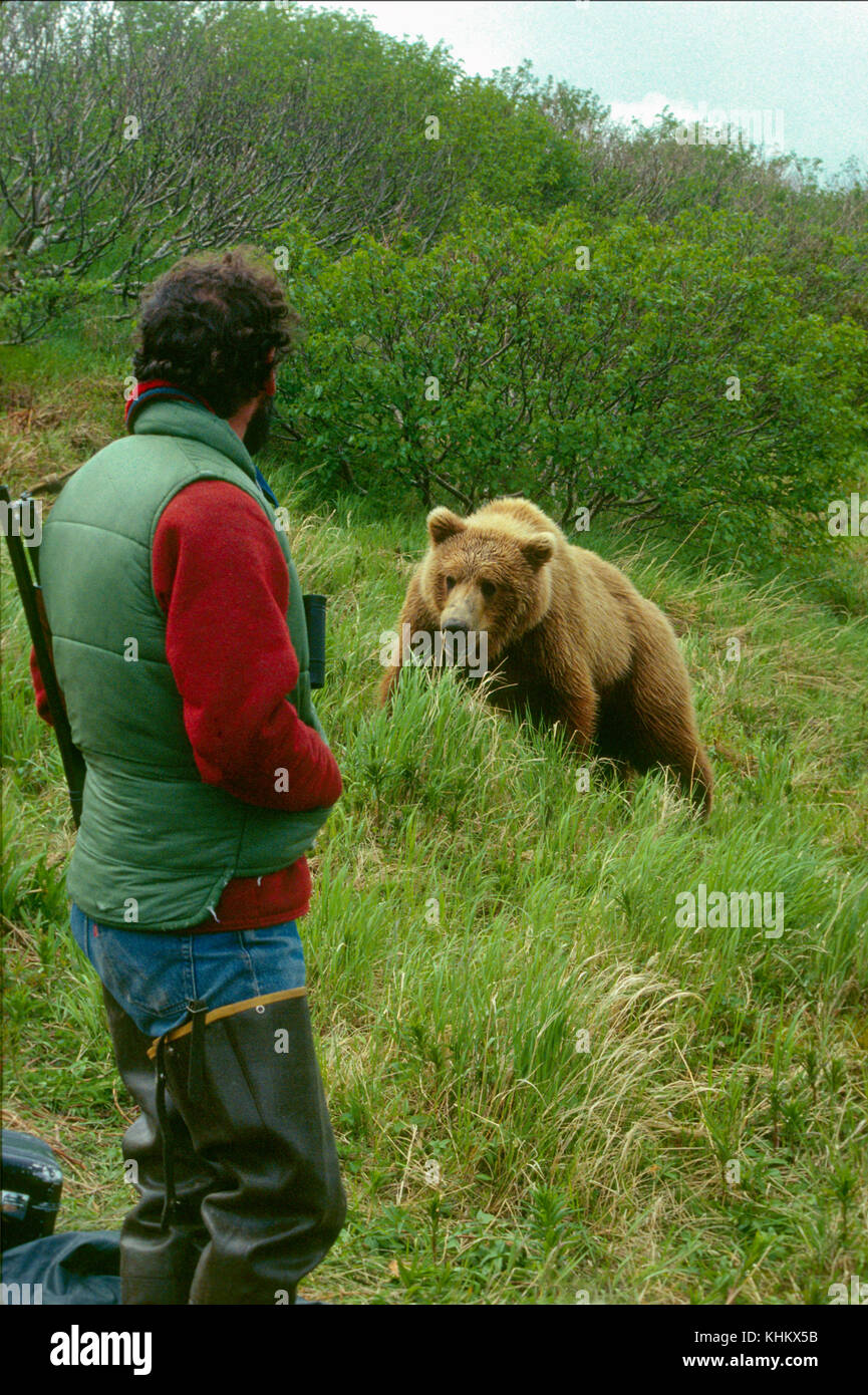 Grizzly orso si avvicina biologo, fiume McNeil, Alaska Foto Stock