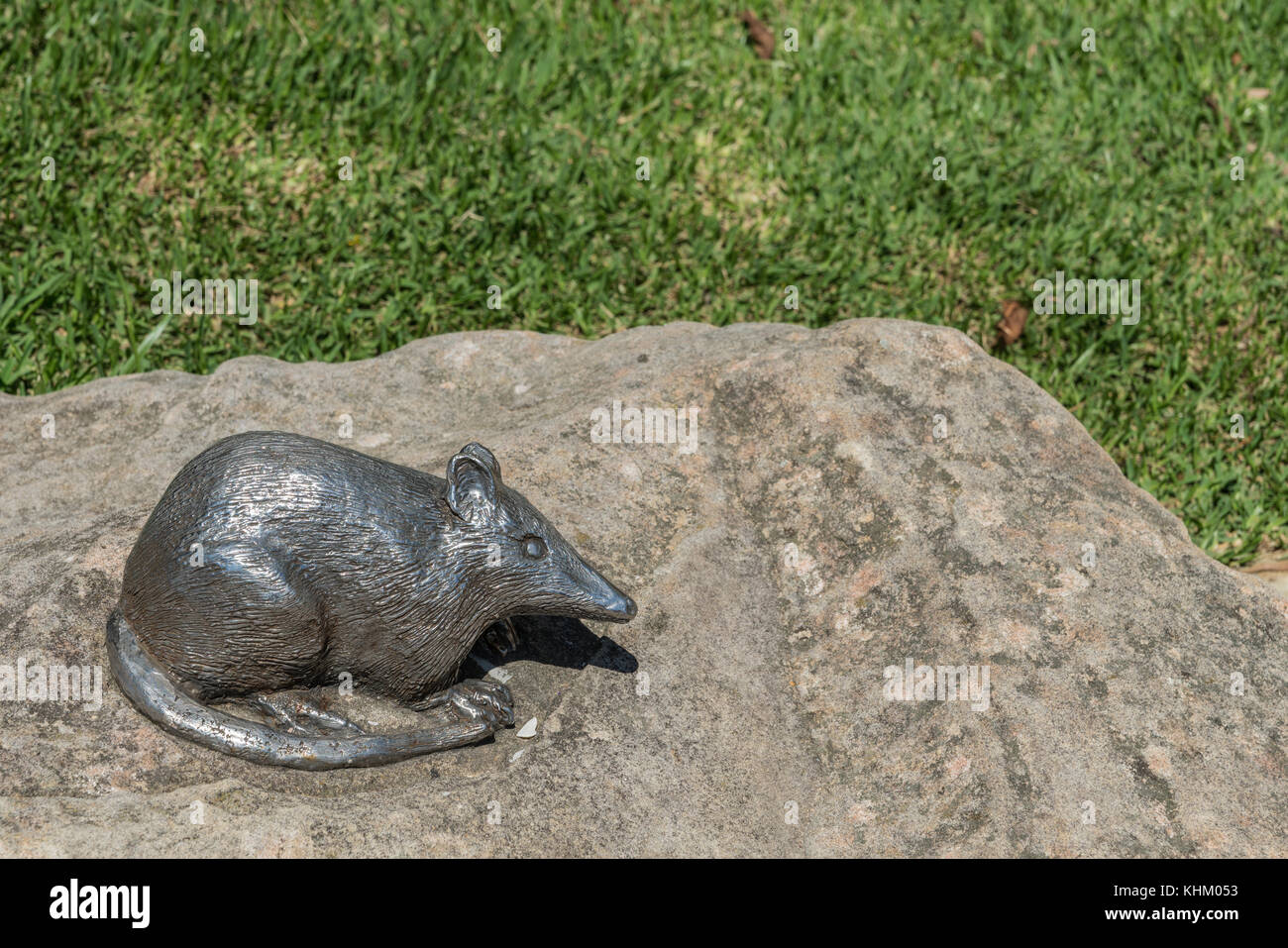 Sydney, Australia - 26 marzo 2017: primo piano della piccola immagine artwork a becco lungo ratto bandicoot-come mammifero su una roccia nei pressi di shelly spiaggia di Manly. Foto Stock