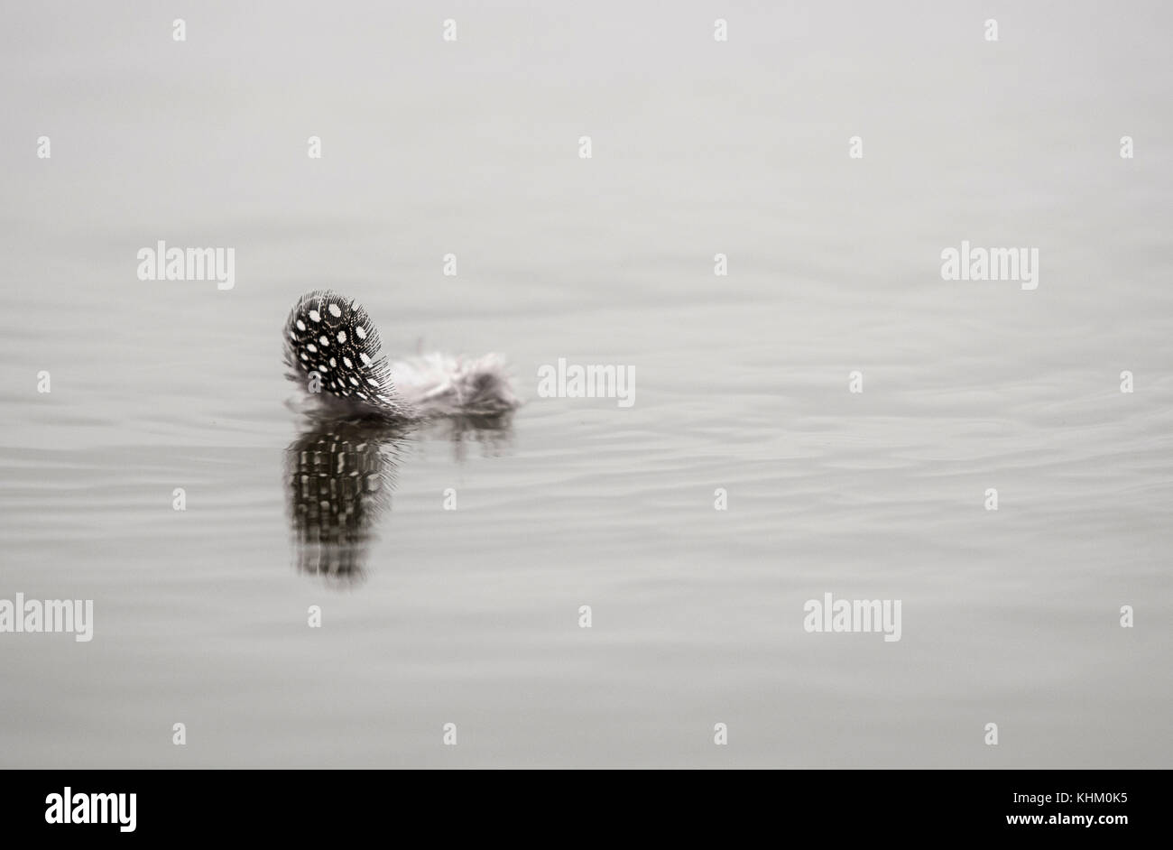 Feather del faraone helmeted (Numida meleagris) galleggia sulla superficie dell'acqua, Riserva di Mashatu, tuli block, Botswana Foto Stock