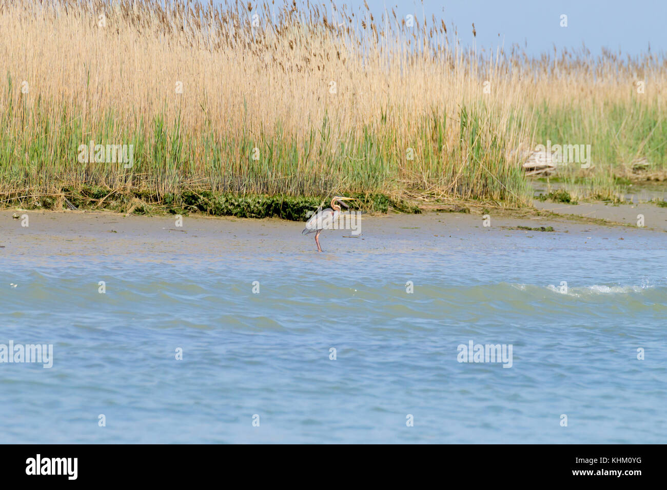 Airone rosso vicino fino dal fiume Po laguna, Italia. Per gli uccelli migratori. Natura italiana Foto Stock