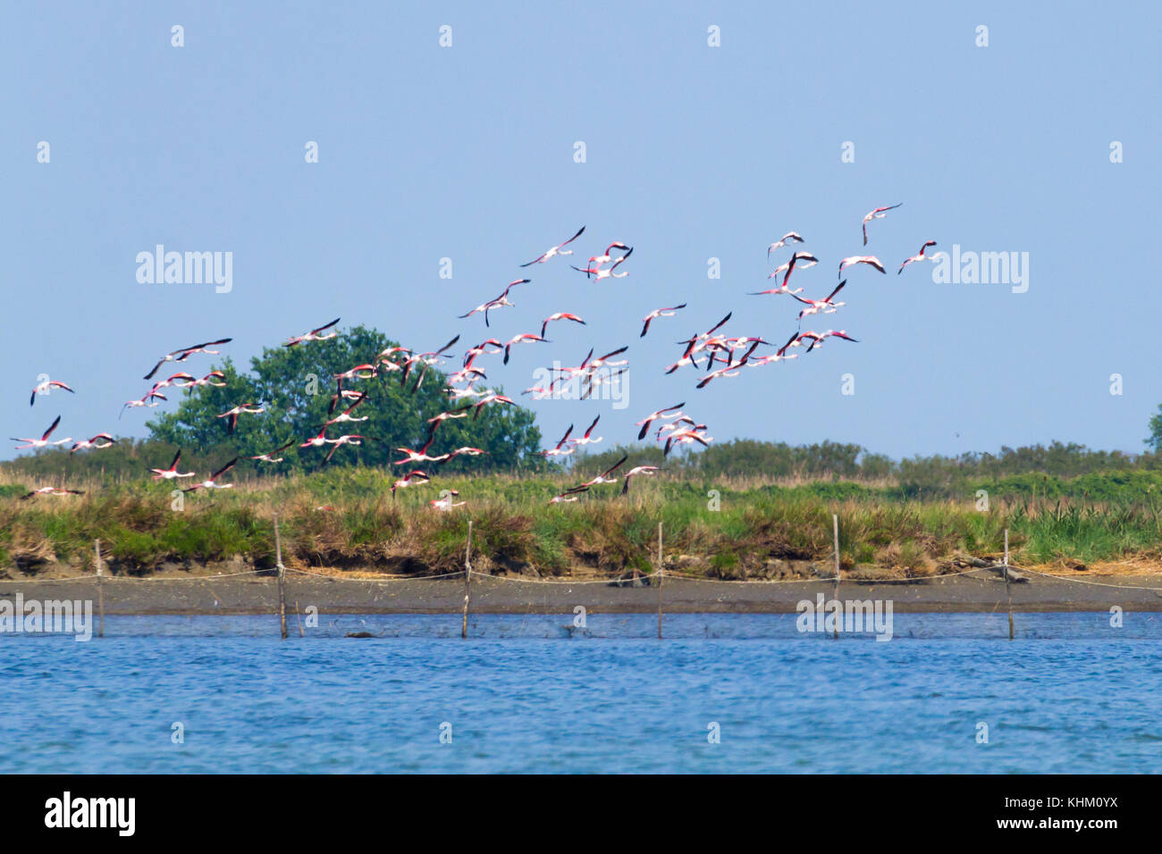 Stormo di fenicotteri rosa da "Delta del Po' laguna, Italia. Panorama della natura Foto Stock