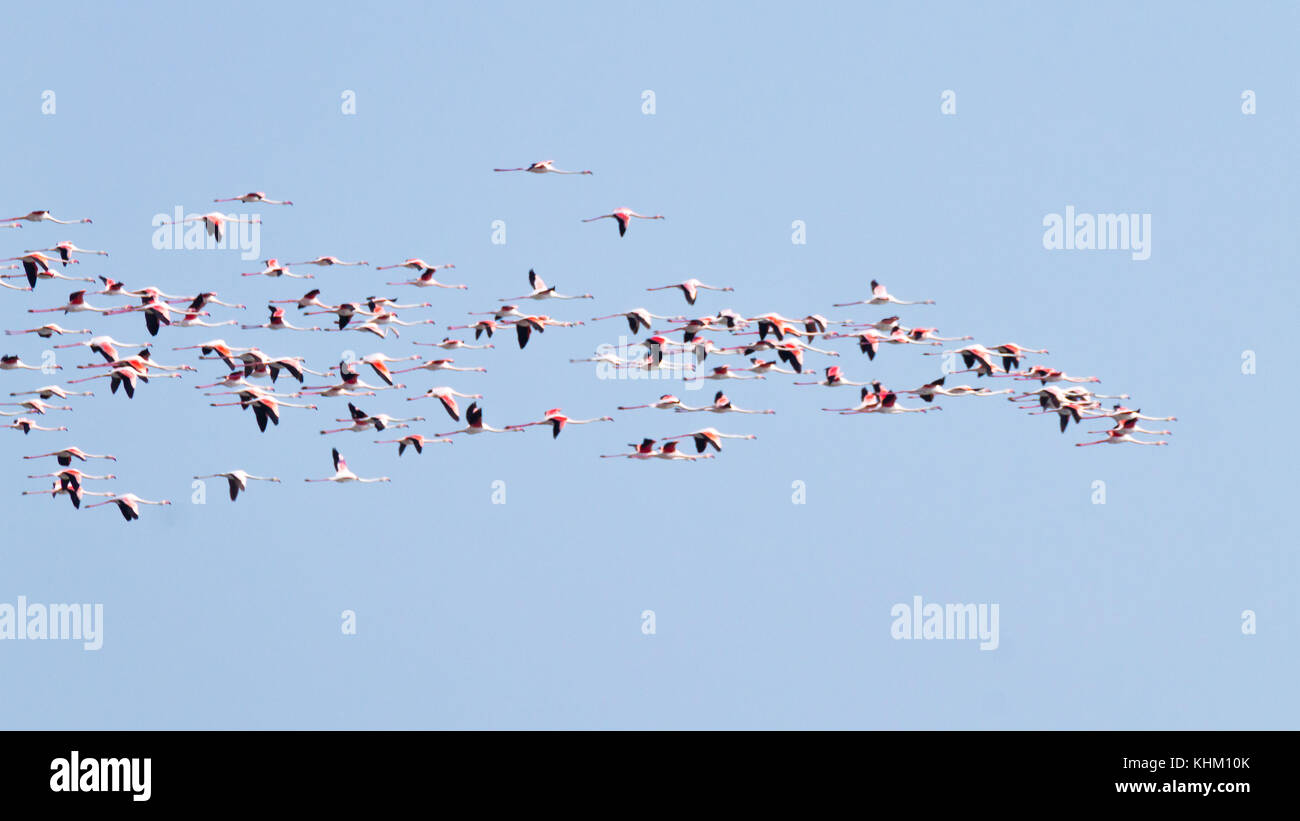 Stormo di fenicotteri rosa da "Delta del Po' laguna, Italia. Panorama della natura Foto Stock