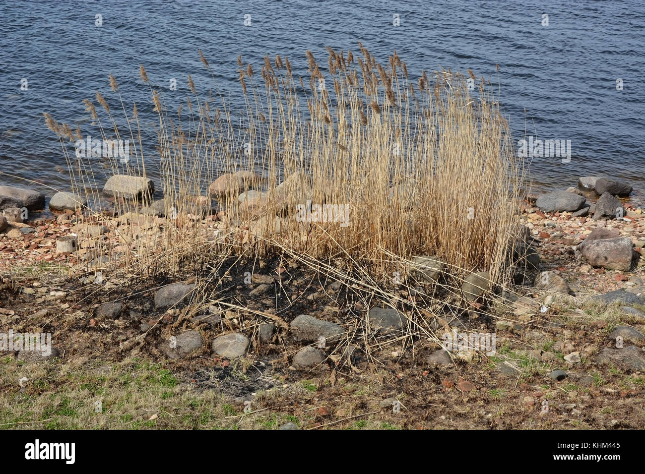 Mare con un rush piante. stagione primavera Foto Stock