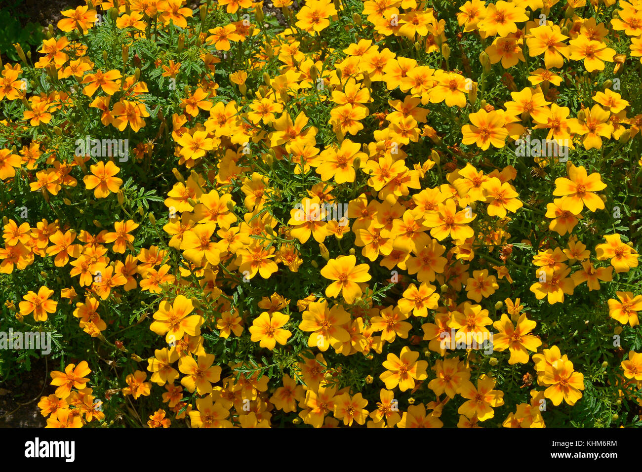 Close up di fiori di confine con tagetes 'signata pumila' e 'tangerine gem' Foto Stock