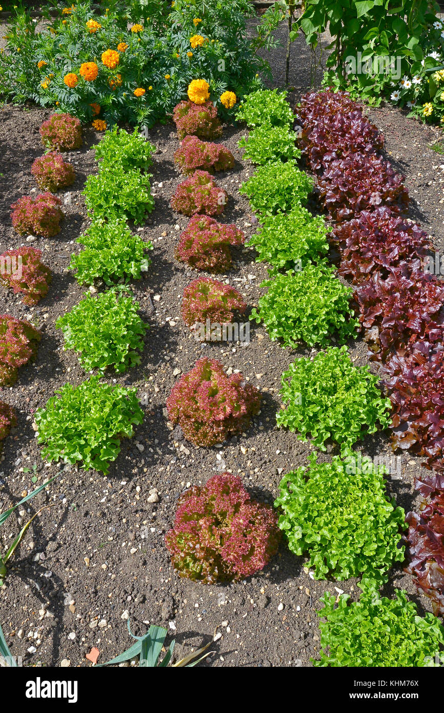 Varietà di lattuga compresi red leaf romaine crescendo in un orto giardino con fiori Foto Stock