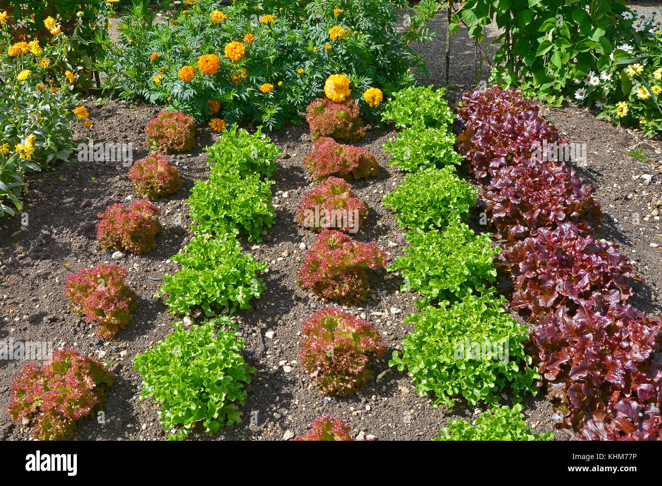 Varietà di lattuga compresi red leaf romaine crescendo in un orto giardino con fiori Foto Stock
