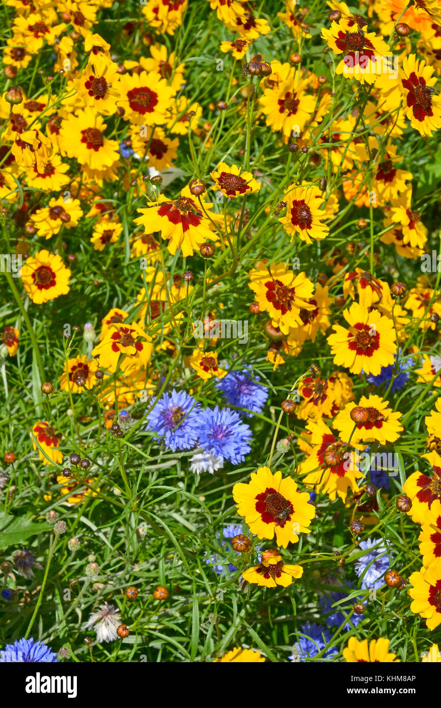 Un golden naturaly fiore piantate prato con coreopsis , cornflowers e Le calendule Foto Stock