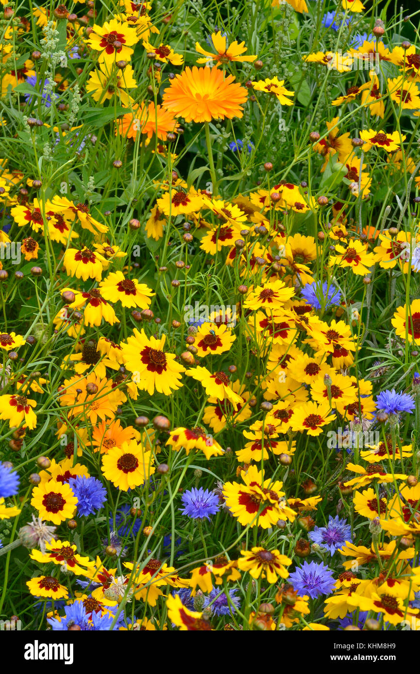 Un Dorato e colorato naturaly fiore piantate prato con coreopsis , cornflowers e Le calendule Foto Stock
