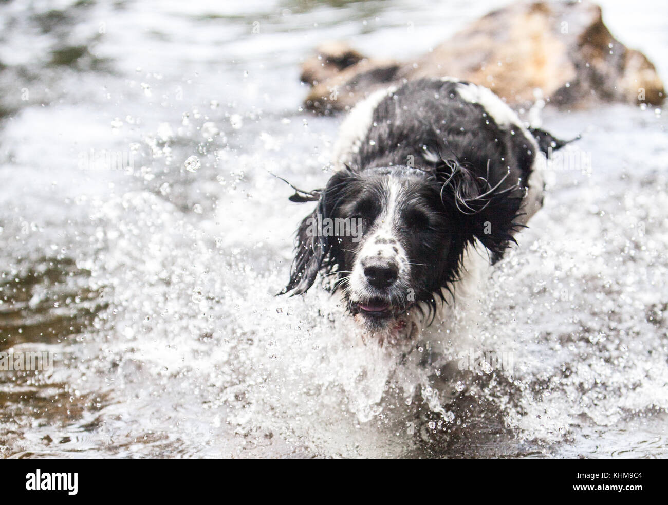 English Springer Spaniel godendo di Exmoor Foto Stock