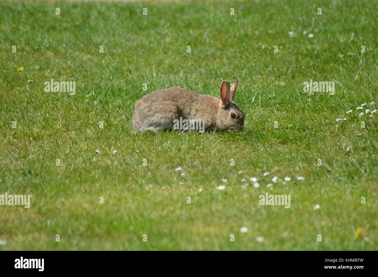 Grigio coniglio selvatico Foto Stock