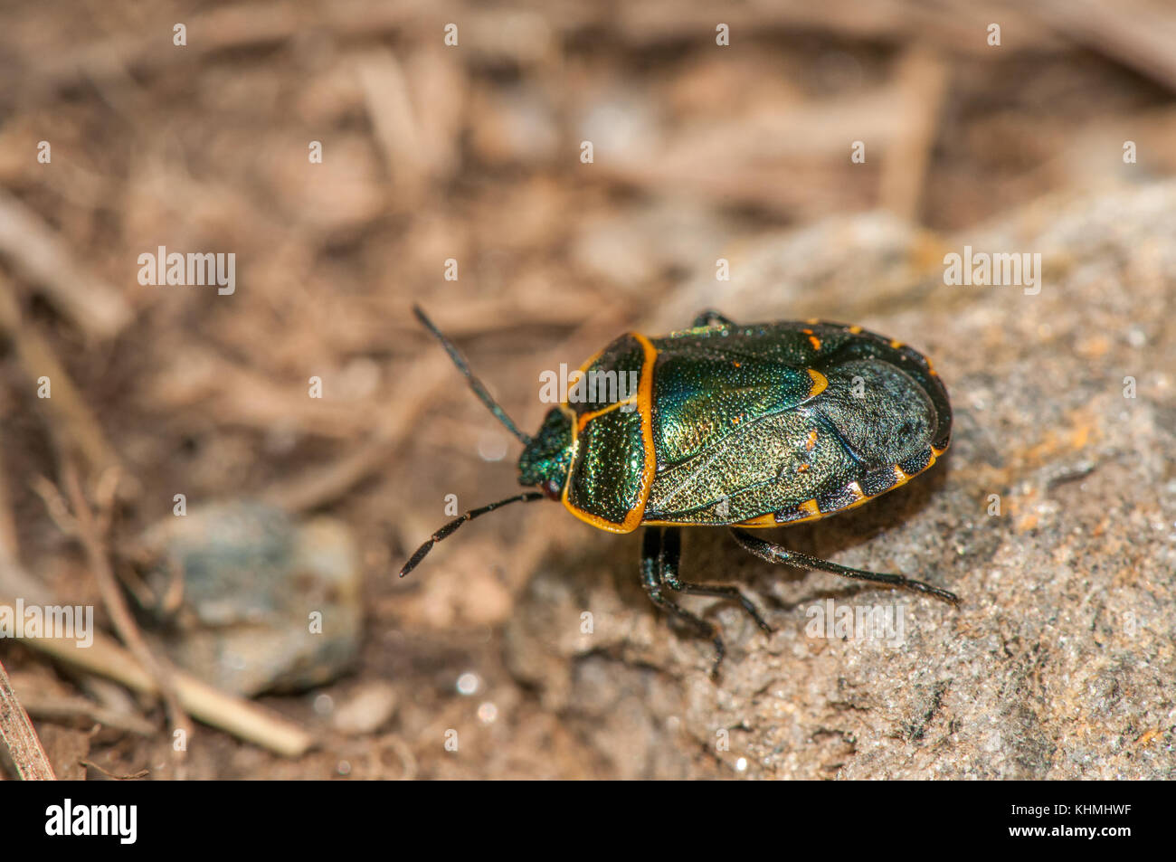 Vista ravvicinata di un bug di protezione (Eurydema rotundicollis) sulla sommità di una roccia Foto Stock