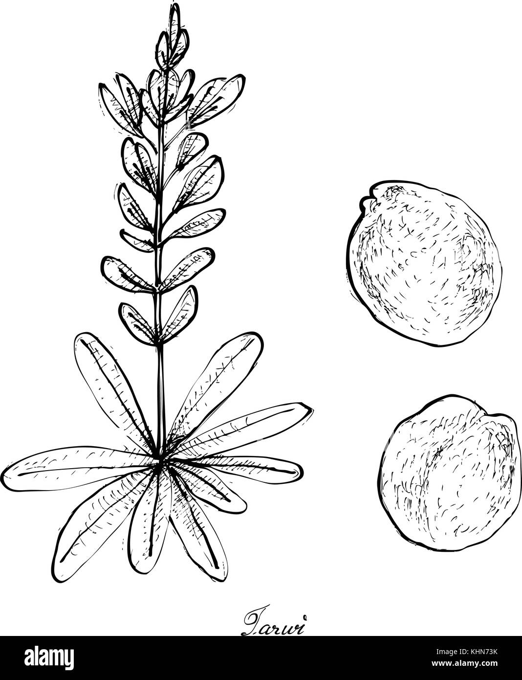 Vegetali e le erbe, illustrazione di mano il bozzetto tarwi freschi fagioli o lupinus mutabilis baccello su un albero, una buona fonte di fibra dietetica, vitamine un Illustrazione Vettoriale