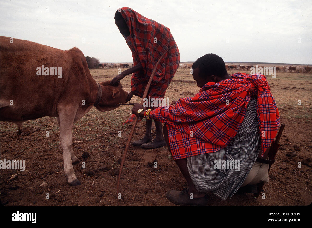 Masais nelle prime ore del mattino si preparano a prendere il sangue dalla giugulare mucche del vicino villaggio di Talek, il Masai Mara, Kenya Foto Stock