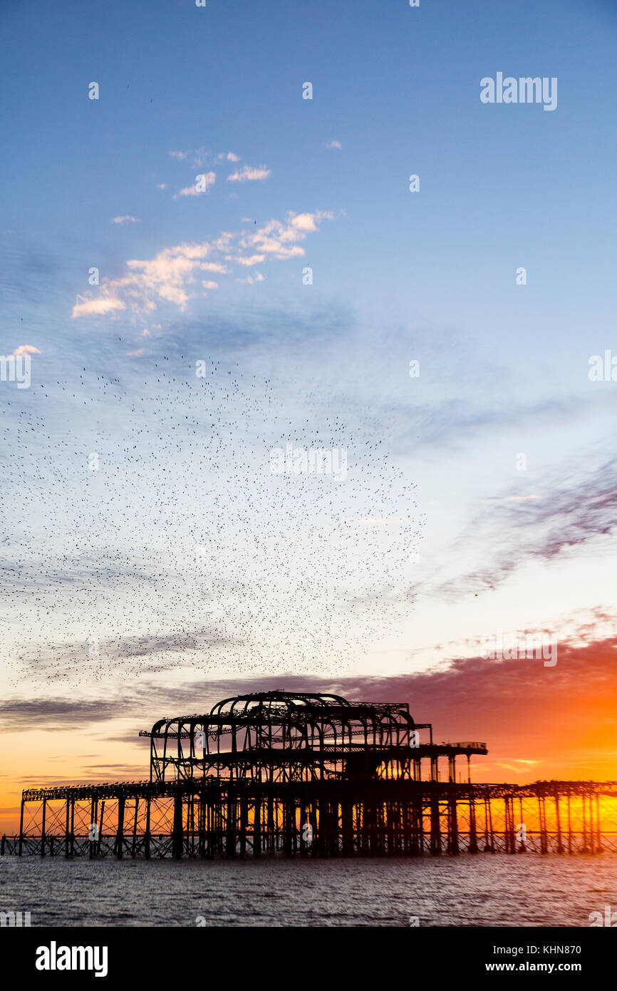 Brighton, Regno Unito. Starling murmurations al tramonto su Brighton West abbandonati Pier. Foto Stock