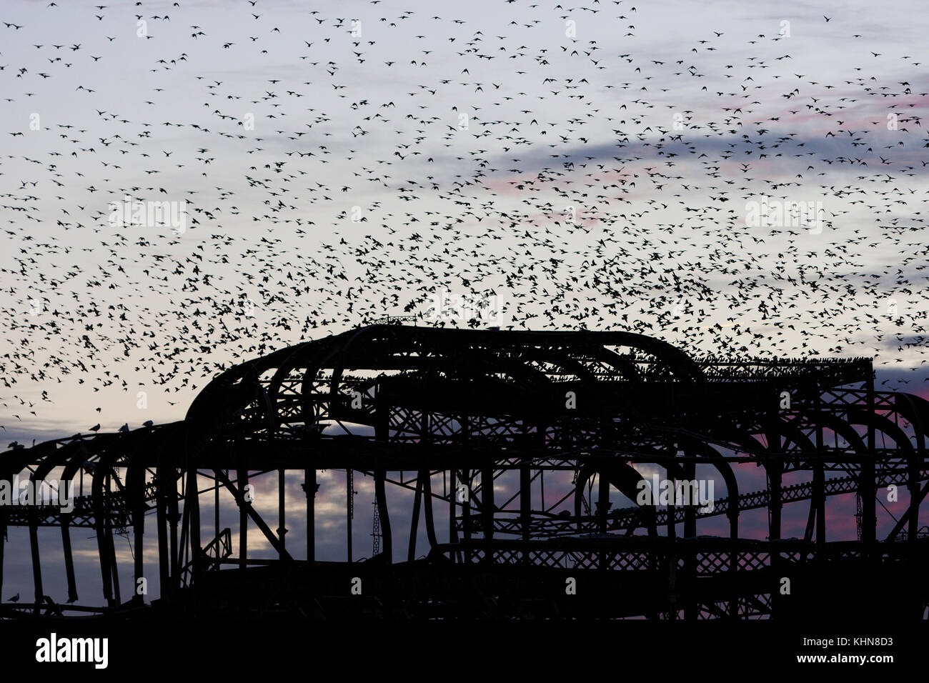 Brighton, Regno Unito. Starling murmurations al tramonto su Brighton West abbandonati Pier. Foto Stock