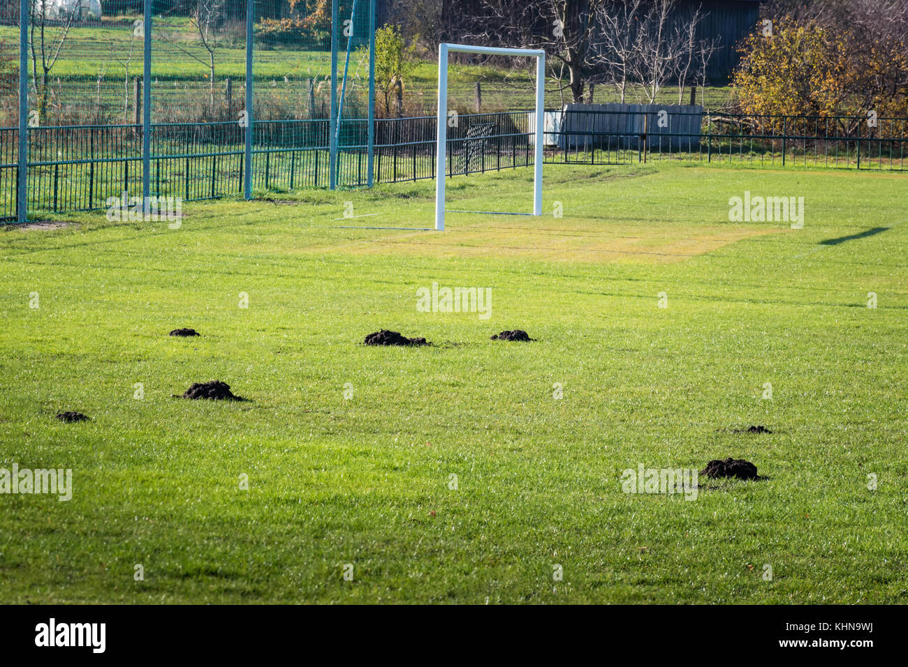 Molti molehills / mole tumuli sul campo di calcio Foto Stock