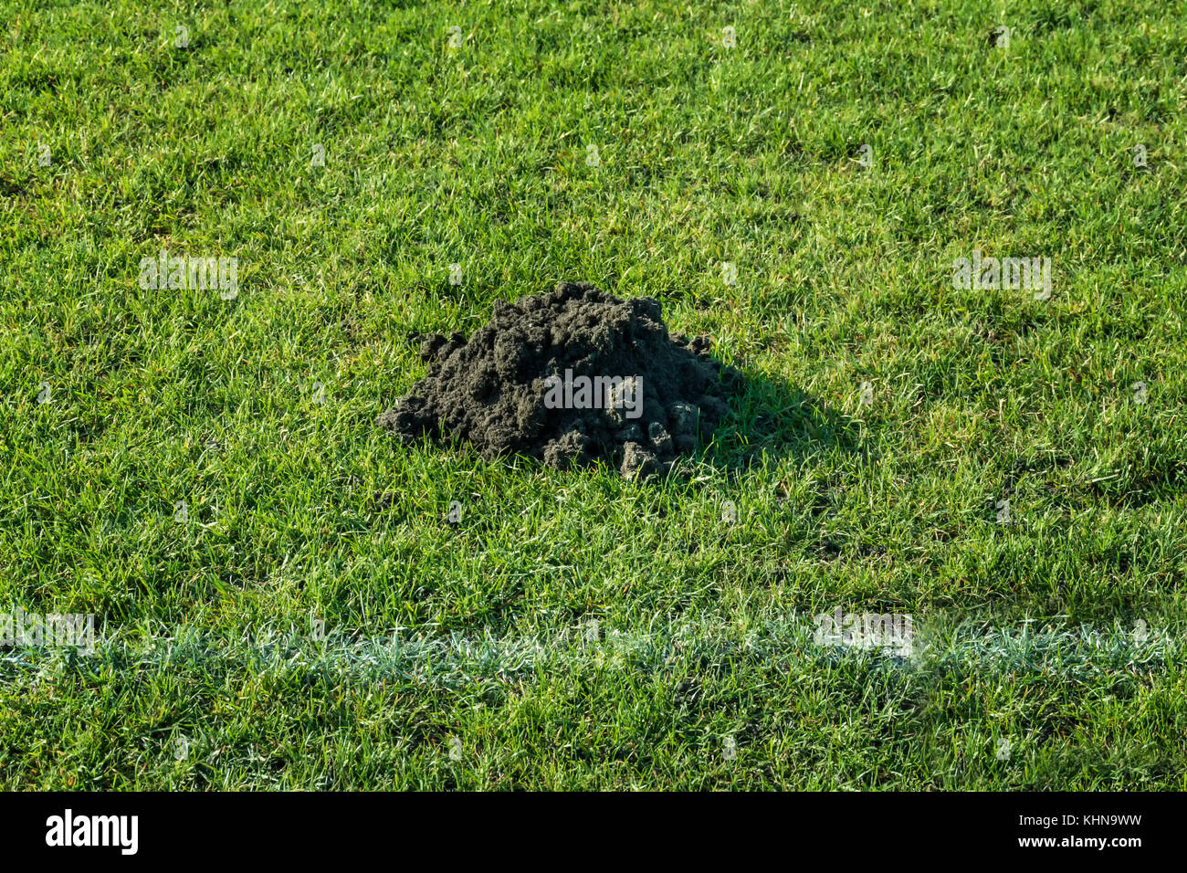 Molti molehills / mole tumuli sul campo di calcio Foto Stock