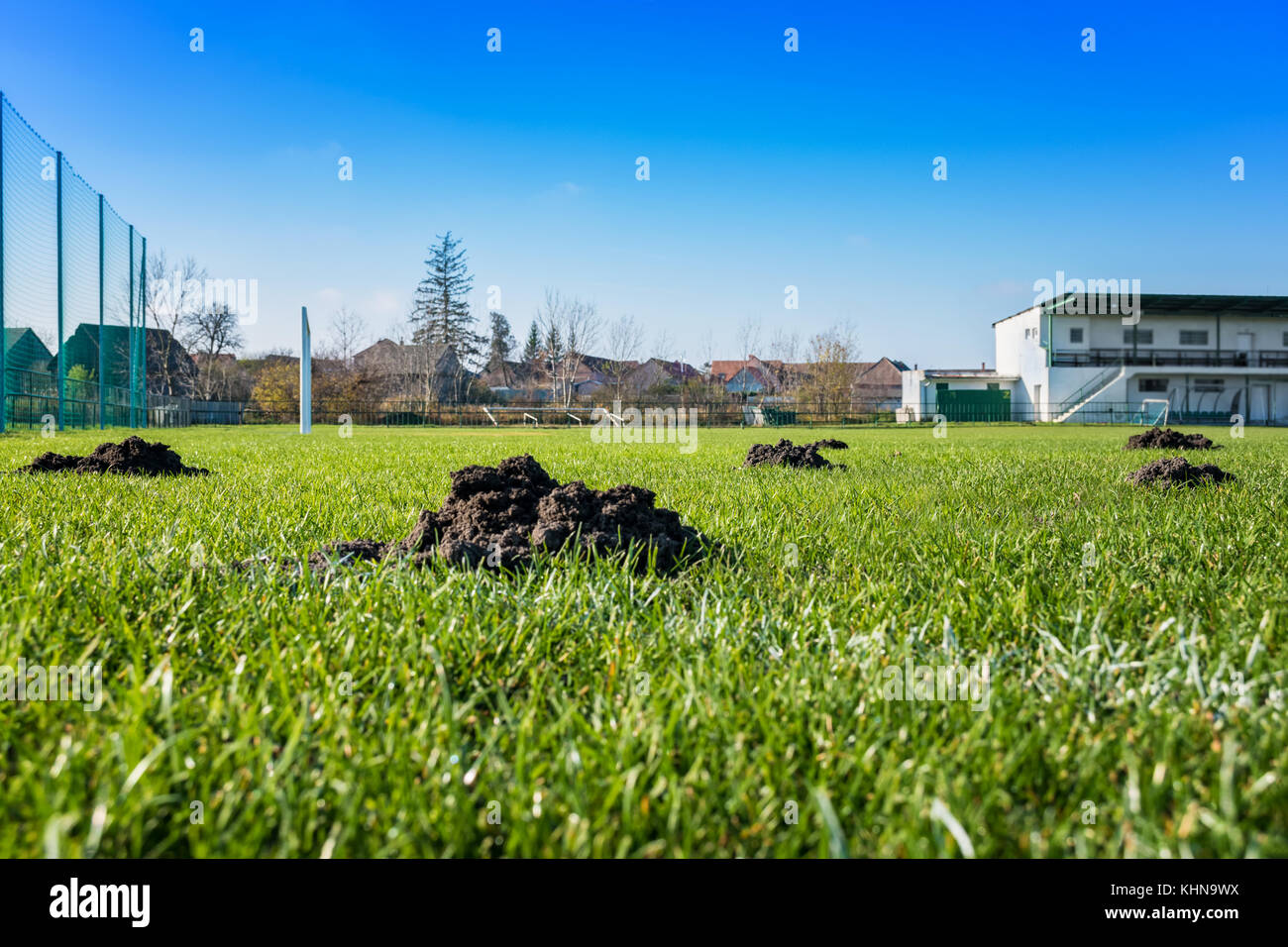 Molti molehills / mole tumuli sul campo di calcio Foto Stock