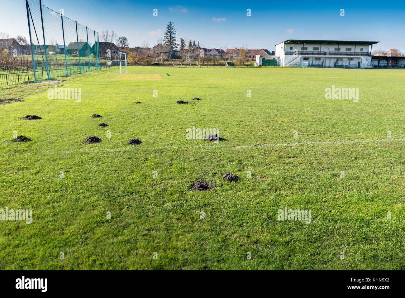 Molti molehills / mole tumuli sul campo di calcio Foto Stock