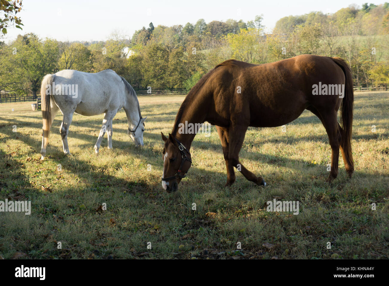 I cavalli di Lexington Kentucky pascolando nella luce del mattino Foto Stock