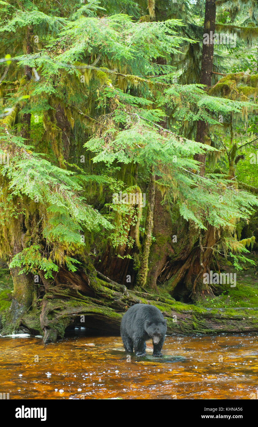American black bear (ursus americanus), gribble isola, grande orso nella foresta pluviale, BC Canada - nero sotto forma di "acquavite di recare' POPOLAZIONE Foto Stock