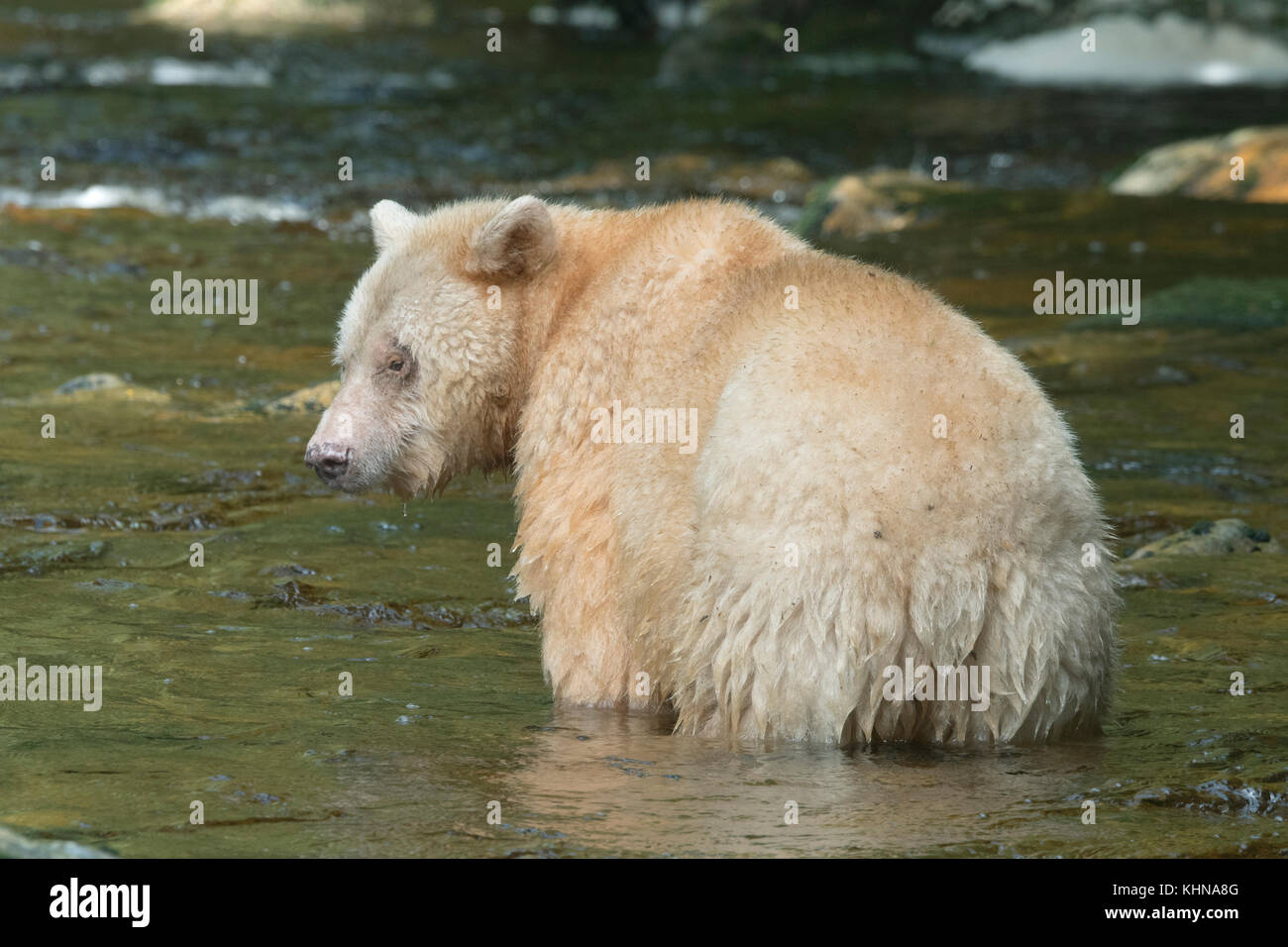 Kermode o "acquavite" Orso (Ursus americanus kermodei), bianco forma di american black bear, grande orso nella foresta pluviale, BC Canada Foto Stock