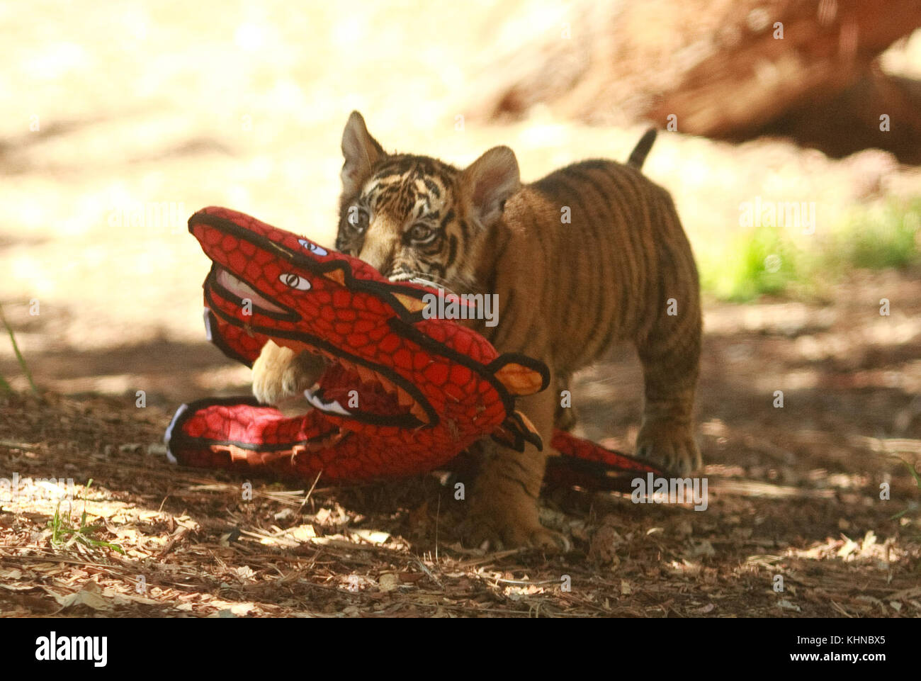 Un recentemente liberato baby tiger gioca con animali impagliati al san diego zoo safari park. Il cucciolo era ONU-contrabbando con successo in tutta l'Otay Mesa confine tra il Messico e gli Stati Uniti. Noi agenti doganali ha lavorato con il Safari Park per trovare una casa per la rapida crescita del cub. dotato di: tiger cub dove: San Diego, California, Stati Uniti quando: 15 ott 2017 credit: Tony forte/wenn Foto Stock