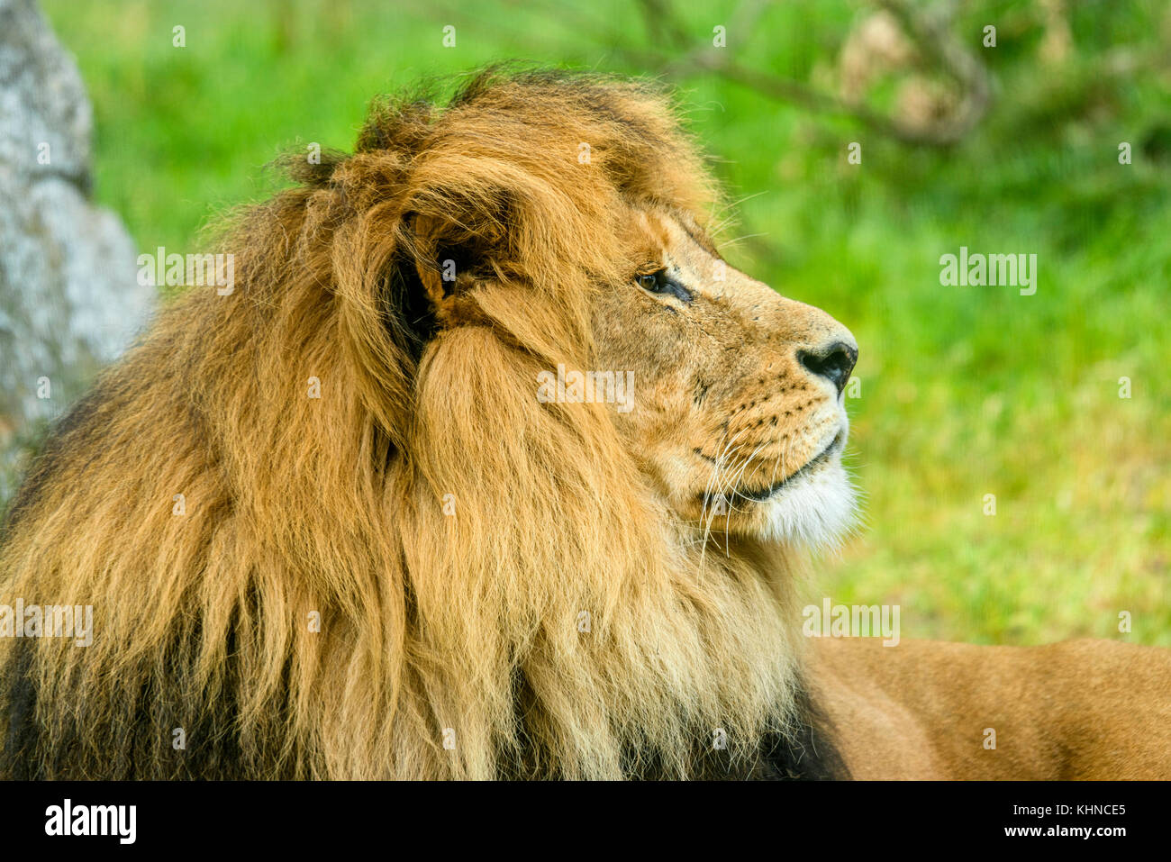 Maschio di leone con un grande mane giacente su un campo con rocce e erba verde Foto Stock