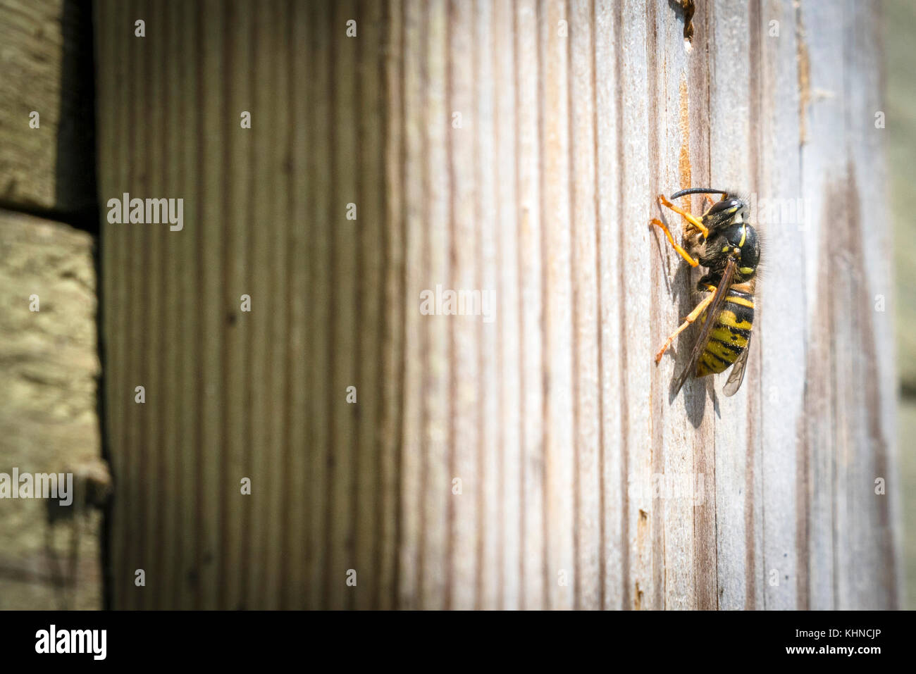 Big wasp su una superficie in legno in estate guardando feroce in giallo e nero i colori Foto Stock