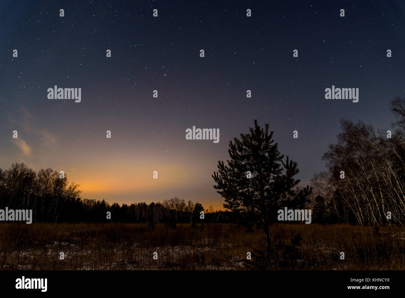 Paesaggio notturno con le stelle nel cielo notturno sullo sfondo di una foresta scura Foto Stock