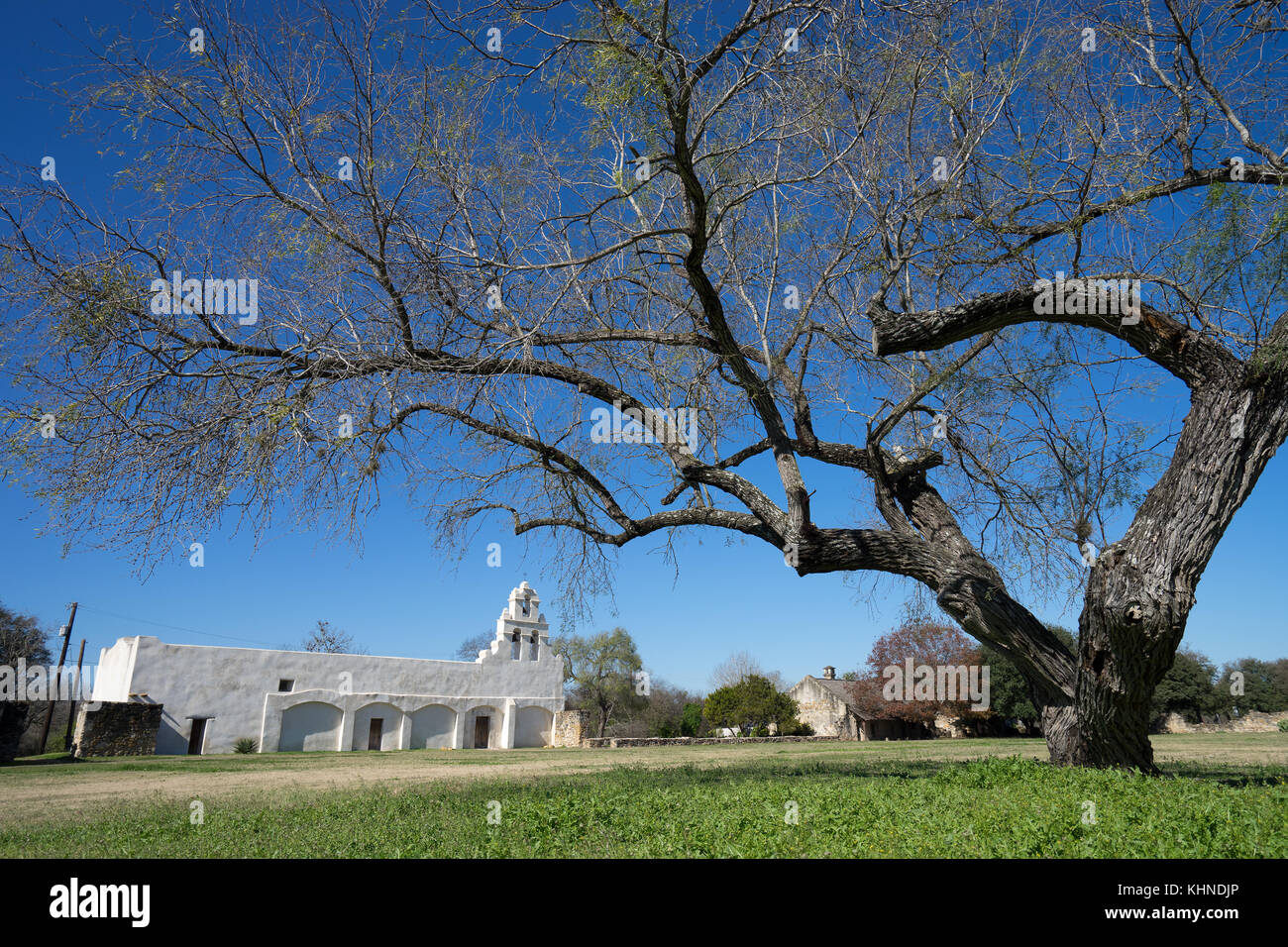 Grande albero di fronte a san juan la missione di san antonio texas Foto Stock