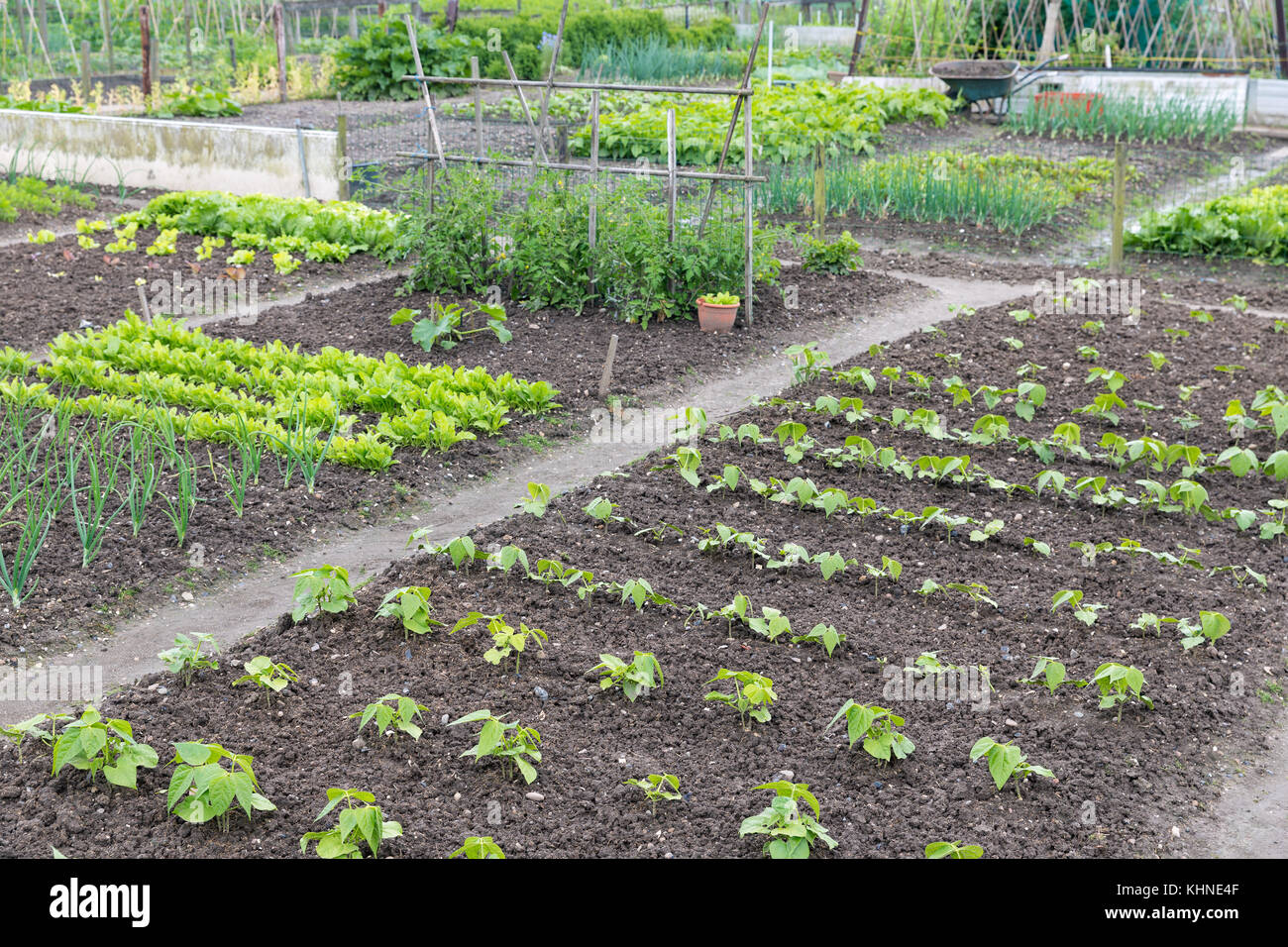 Riparto giardino in primavera con patate e cipolle Foto Stock