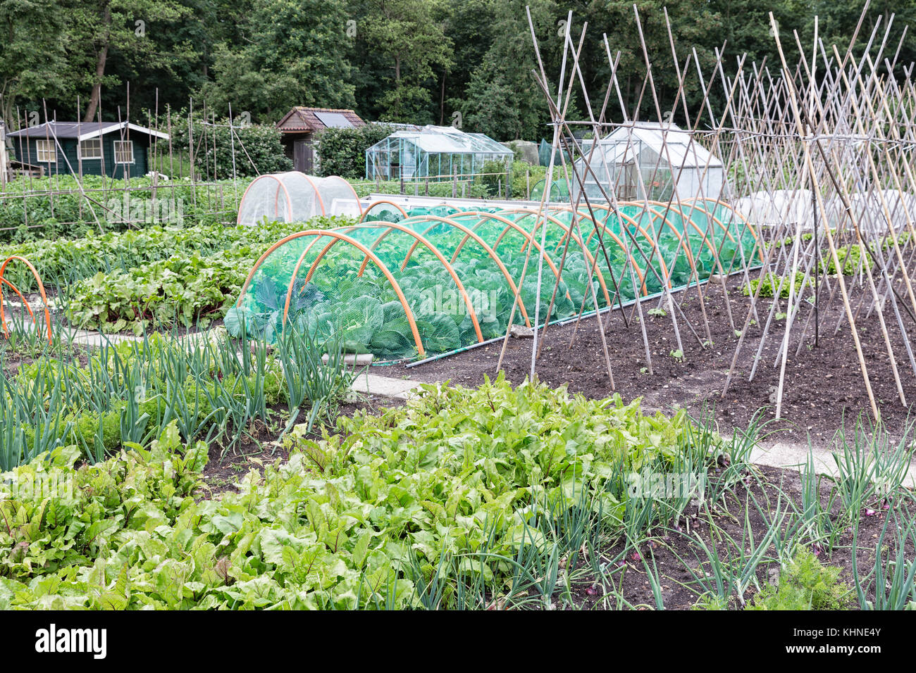 Riparto giardino in primavera con cipolle, barbabietole e cavolfiore Foto Stock