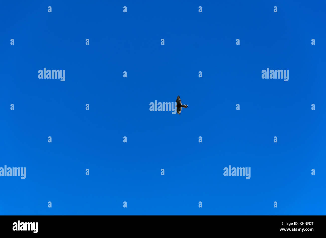 Silhouette di caccia o il Gheppio Falco tinnunculus con ali spalmabili, volare alto in blu cielo pulito dell'isola di Madeira. predator bird è delineata da Foto Stock