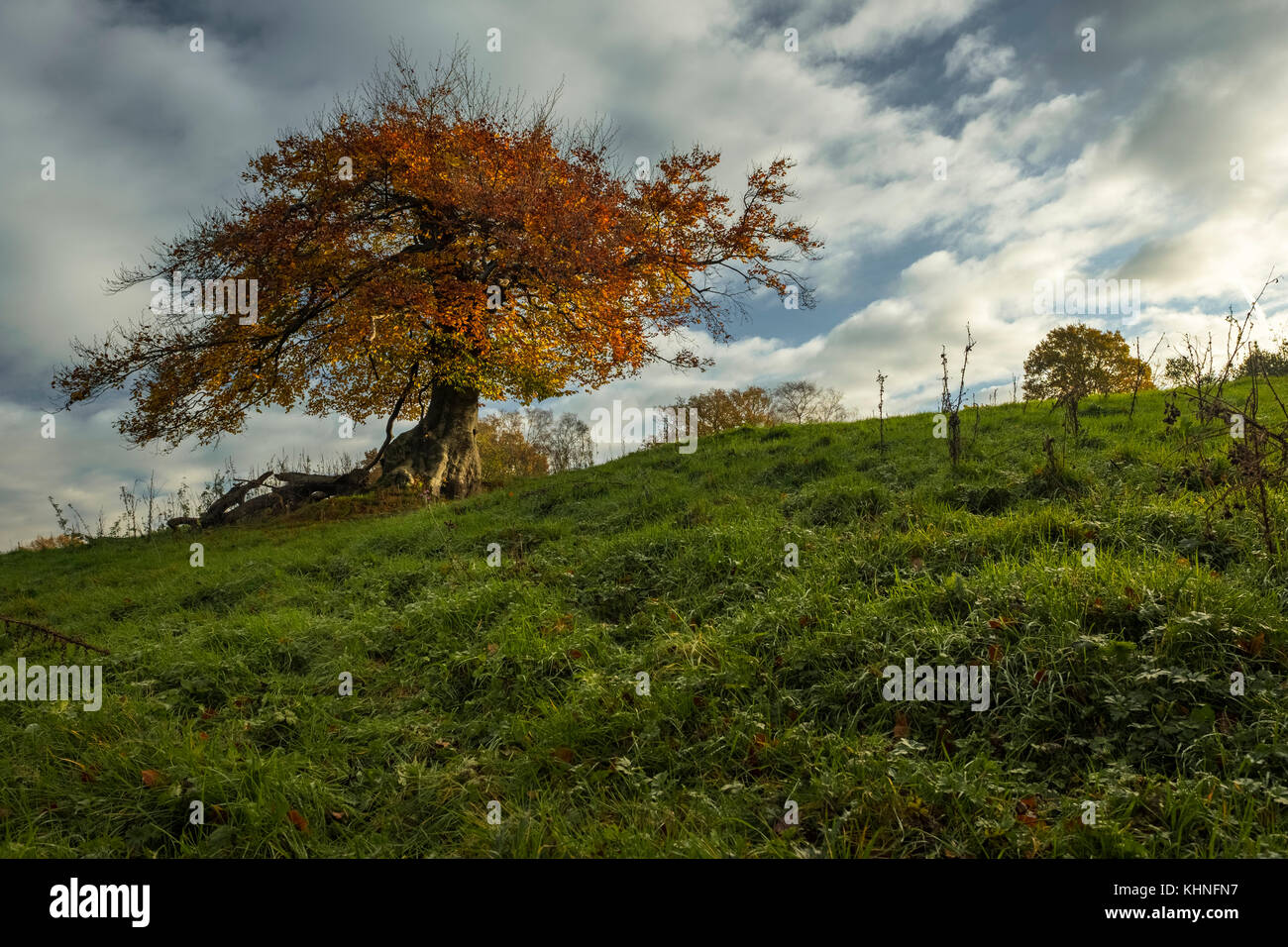 Deep orange sfumature di un albero in autunno Foto Stock