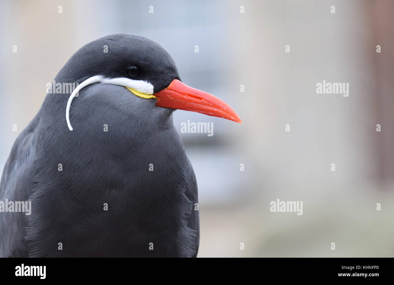Close up ritratto di una bella inca tern Foto Stock