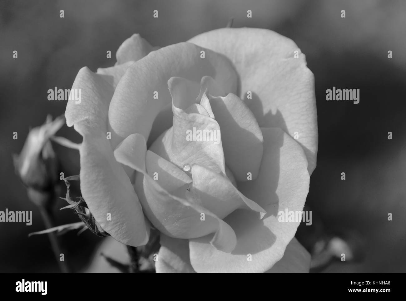 Rose in bianco e nero Foto Stock