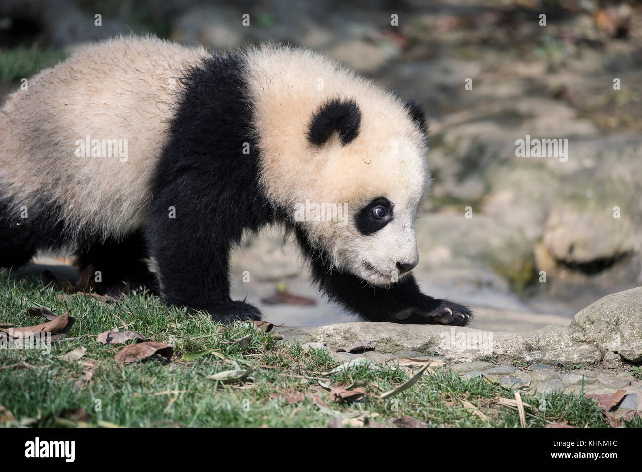 Panda gigante (Ailuropoda melanoleuca) cub di sei-otto mesi, Chengdu, Cina Foto Stock