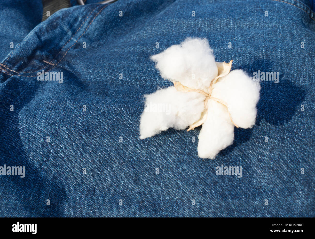 Una matura boll di cotone blu su sfondo di jean Foto Stock