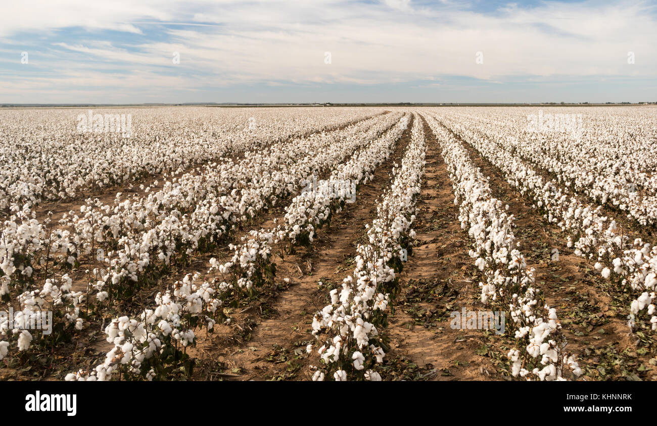 Piante di cotone vengono visualizzati in file ordinate su una piantagione di Texas Foto Stock