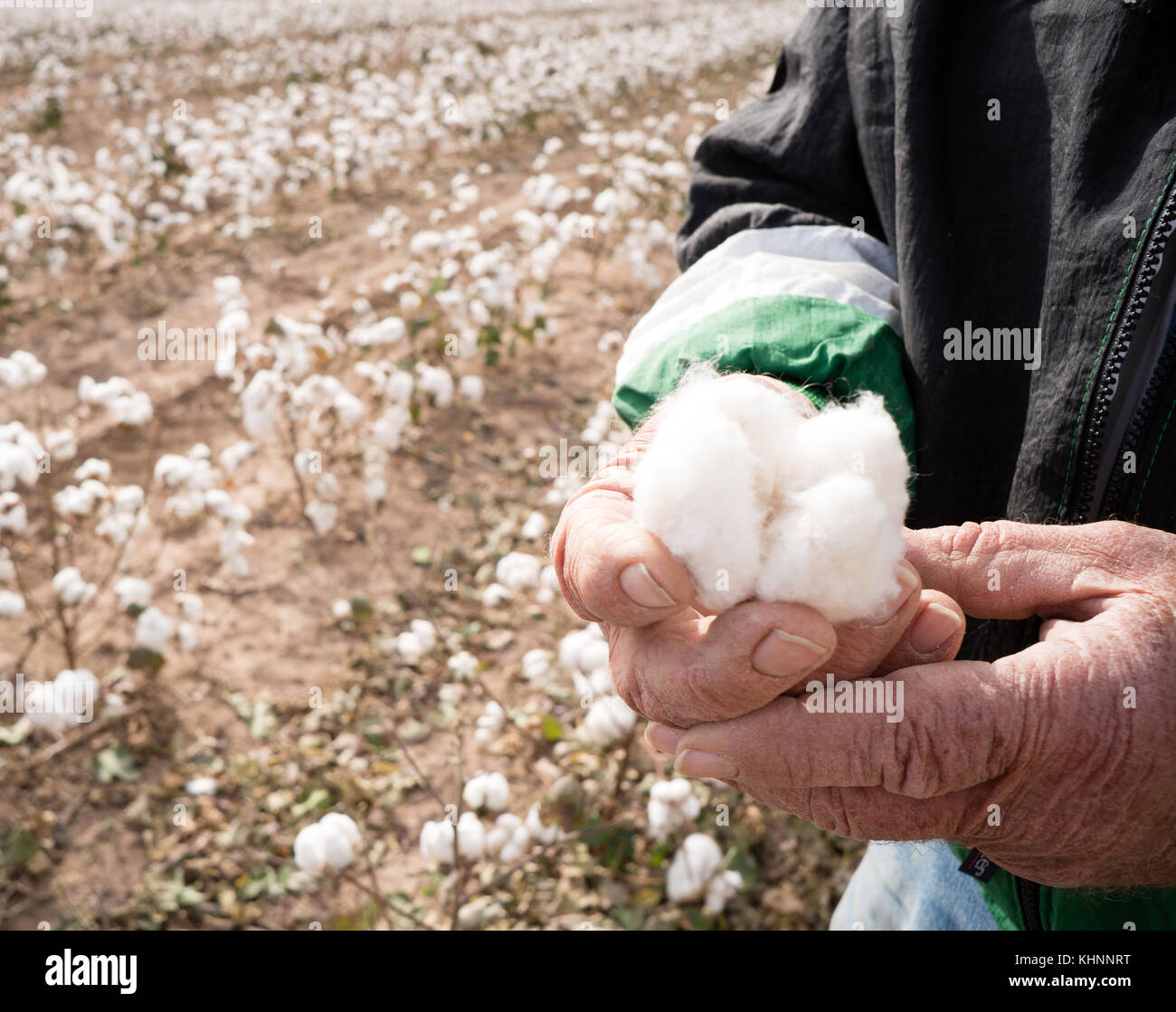 Il cotone è di essere asciutto al raccolto, qui un agricoltore controlla la presenza di umidità Foto Stock