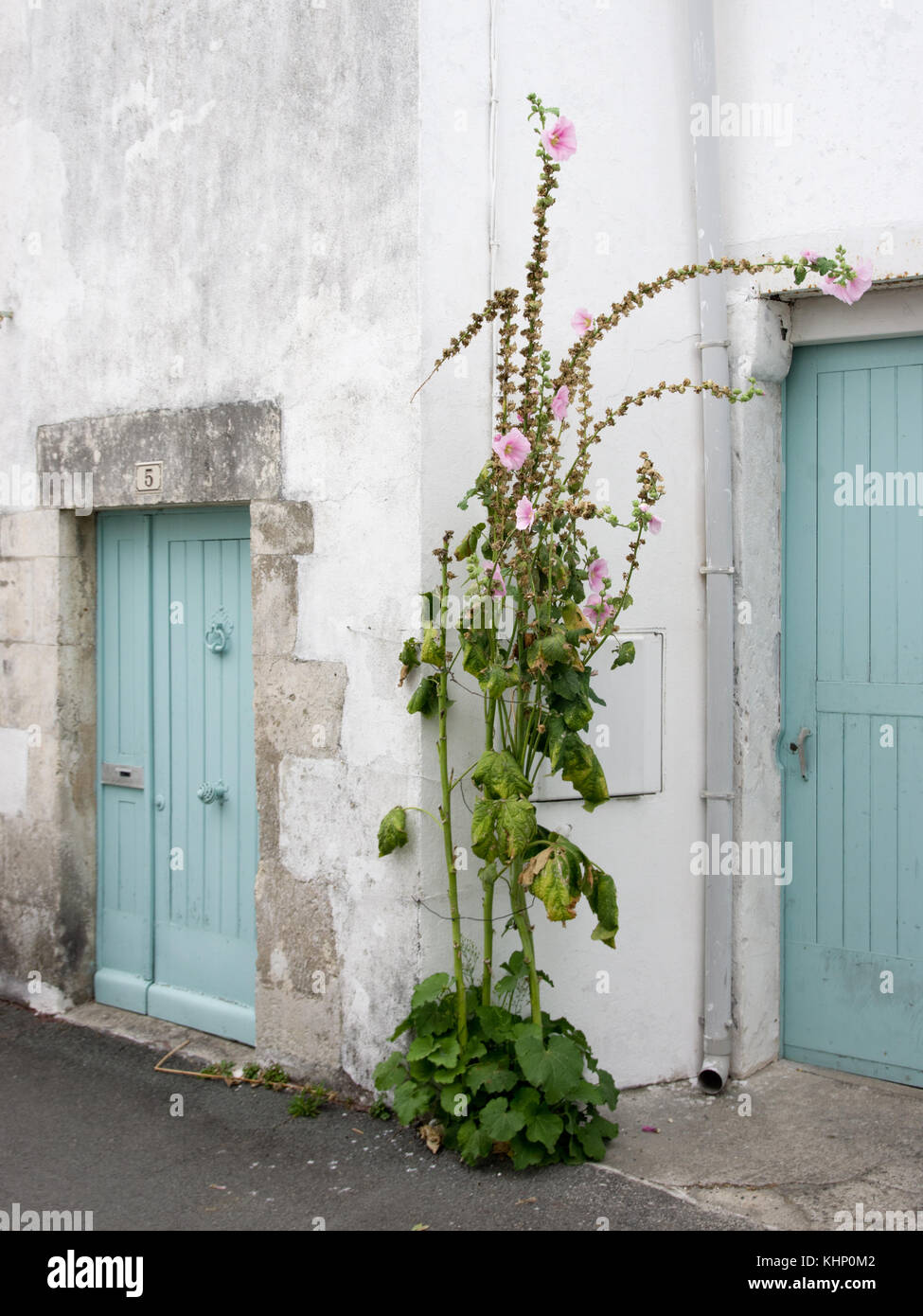 Loix, hollyhocks Foto Stock